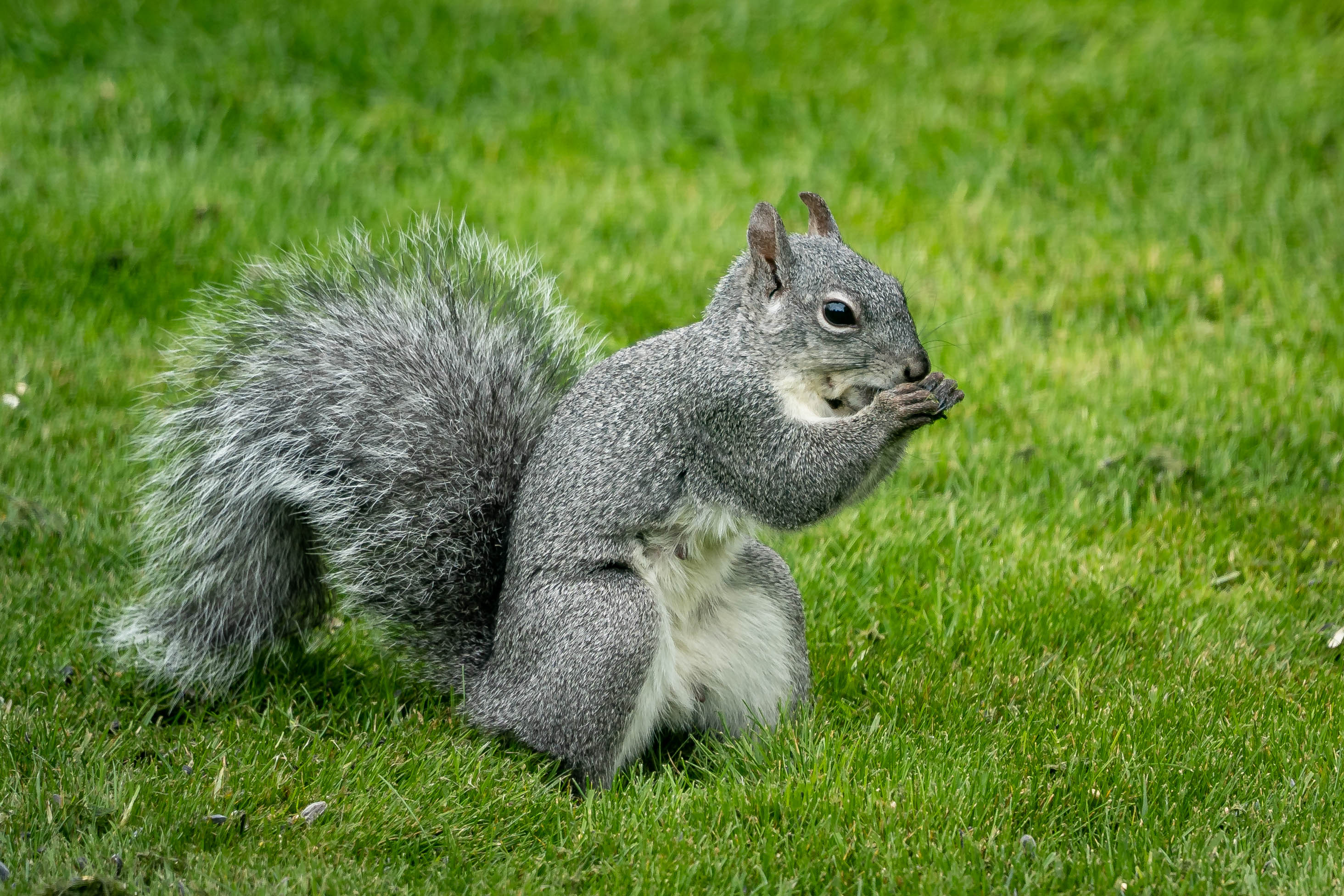 Find a solution to your rabbit control problem.